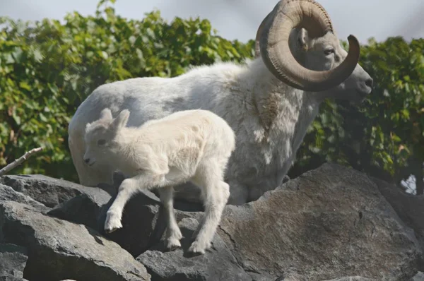 Dall Sheep Lamb Ram Dotato Agnello Pecora Dall Montone Posizionato — Foto Stock