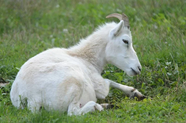 若い羊の思索 若い野生の羊は 緑豊かな緑の牧草地で静かに休んでへ夏のクローズ アップを従事 — ストック写真