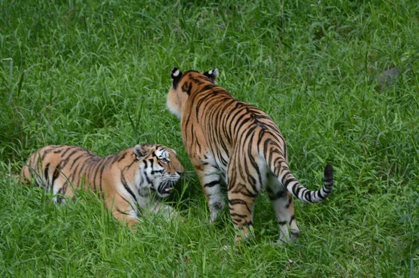 Летний Захват Двух Амурских Сибирских Тигров Тесно Взаимодействующих Пышном Зеленом — стоковое фото
