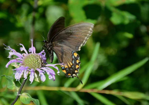 Summer Macro Spicebush Swallowtail Butterfly Visiting Purple Wildflower Blossom — Stock Photo, Image