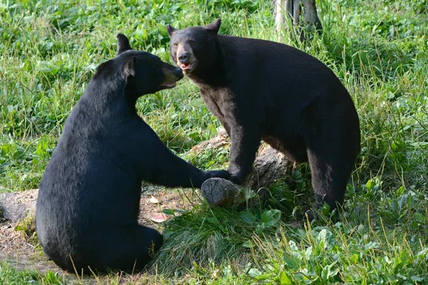 Letni Widok Dwa Młode Czarne Niedźwiedzie Interakcji Vince Shutte Wildlife — Zdjęcie stockowe