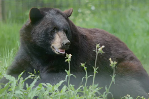 Summer Closeup Large Adult Black Bear Calmly Sitting Dense Green — Stock Photo, Image