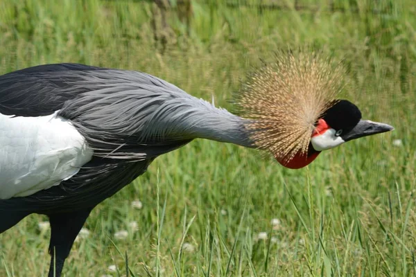 Bright Closeup Solitary East African Crowned Crane Standing Still Field — Stock Photo, Image