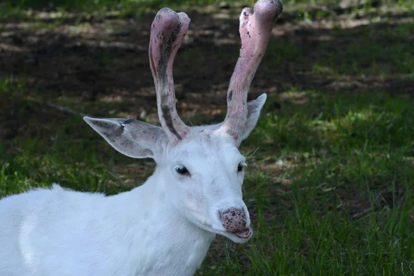 Skuggad Tillfångatagande Ensam Vit Vitsvans Hjort Som Står Skogslivsmiljö — Stockfoto