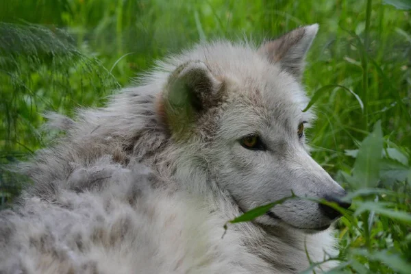 Summer closeup of a north american arctic wolf quietly laying down in a patch of dense green foliage.