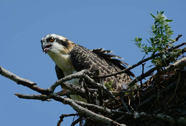 Luminosa Captura Verano Solitario Joven Águila Pescadora Del Norte Gritando —  Fotos de Stock