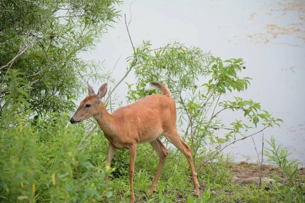 Summer Afternoon Capture Doe Whitetail Deer Standing Lake Shore Green — Stock Photo, Image