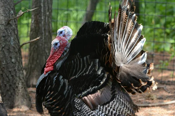 Primeros Planos Estacionales Dos Tragos Pavo Silvestre Que Muestran Plumaje —  Fotos de Stock