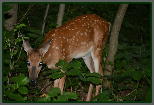 Evening Closeup Spotted Whitetail Deer Fawn Standing Still Upland Forest — Stock Photo, Image