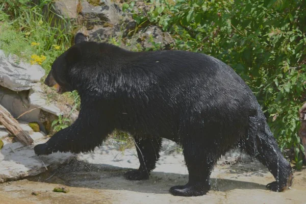Dospělý Černý Medvěd Kráčí Letním Prostředím Severoamerickém Bear Center Ely — Stock fotografie
