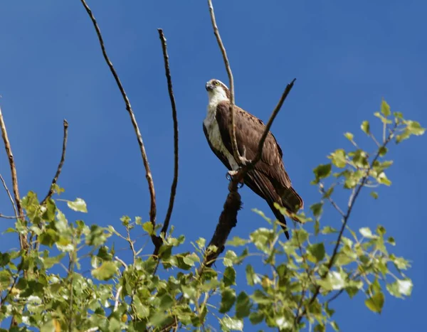 Zonnig Zomerzicht Een Volwassen Noordelijke Visarend Rustig Neergestreken Een Kale — Stockfoto