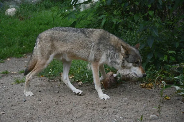 Absorbiendo Captura Verano Joven Lobo Gris Alerta Parado Centro Internacional — Foto de Stock