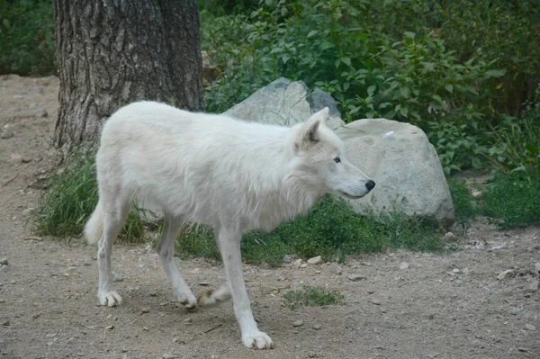 Vista Frappante Sur Jeune Loup Arctique Immobile Dans Habitat Été — Photo