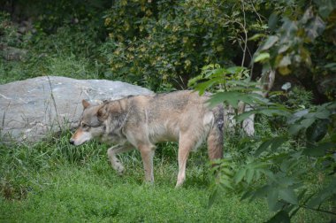 Kuzey Amerikalı genç bir gri kurt yaz habitatını incelerken hareketsiz duruyor. Ely, Kuzey Minnesota 'daki Uluslararası Kurt Merkezi' nde.. 