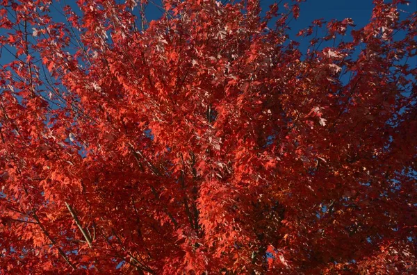 Couleur Automne Rouge Vif Affichée Sur Feuillage Érable Avec Fond — Photo