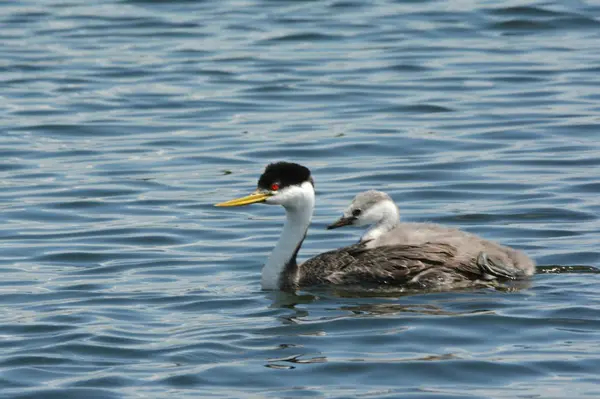 Seasonal Closeup Hen Western Grebe Swimming Lake Carrying Young Chick — 스톡 사진