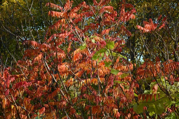 Couleur Automnale Vive Sur Feuillage Lisse Sumac — Photo