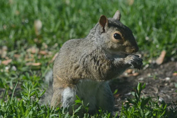 Bright Spring Closeup Gray Squirrel Feeding Seeds Ground — Stock Photo, Image