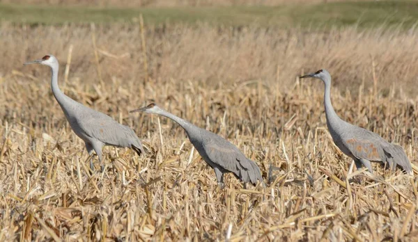 Bright Autumn Vista Three North American Sandhill Cranes Foraging Cropped — Stock Photo, Image