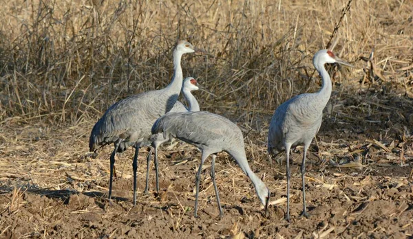 Striking Autumn Vista Small Flock North American Sandhill Cranes Foraging — Stock Photo, Image