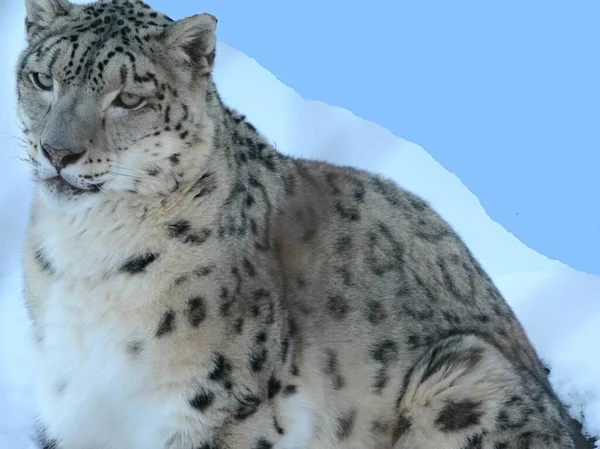 Primo Piano Invernale Leopardo Delle Nevi Himalayano Mostra Allo Zoo — Foto Stock