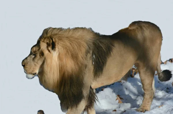 Primer Plano León Africano Masculino Caminando Ambiente Invernal Zoológico Conservatorio —  Fotos de Stock