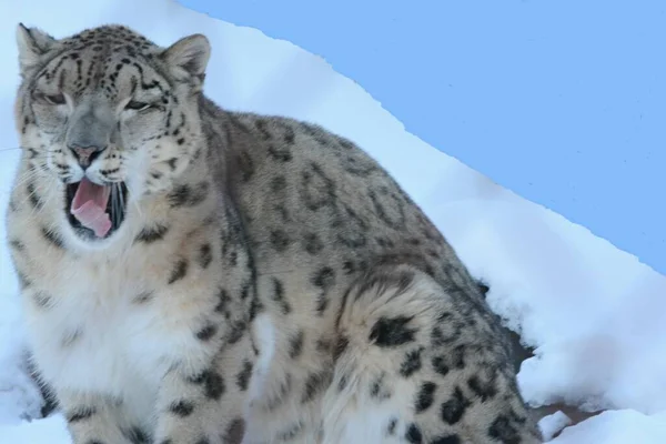 Primer Plano Invierno Leopardo Nevado Del Himalaya Bostezando Exhibición Zoológico — Foto de Stock