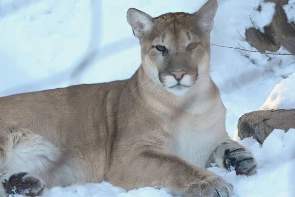 Schaduwrijke Winter Close Van Een Nieuwsgierige Jonge Cougar Liggend Besneeuwde — Stockfoto