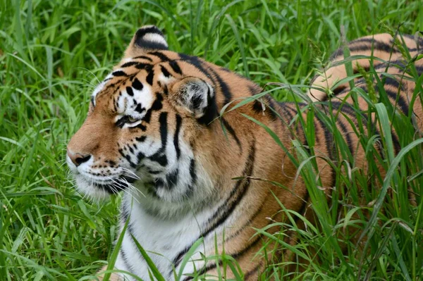 Engaging Summer Closeup Adult Siberian Tiger Resting Quietly Clump Tall — Stock Photo, Image