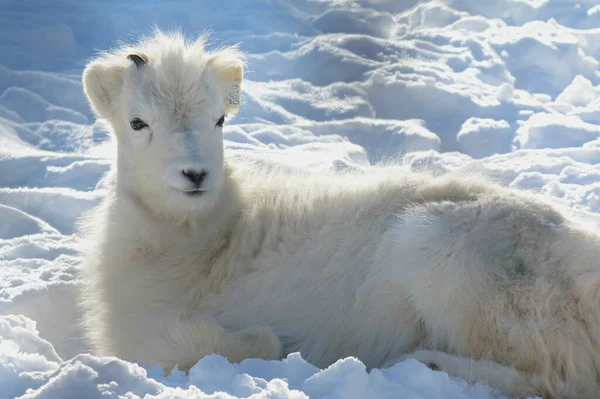 雪の柔らかいベッドの上に静かに横たわって 北アメリカの人形羊の子羊の表現冬のクローズアップ — ストック写真
