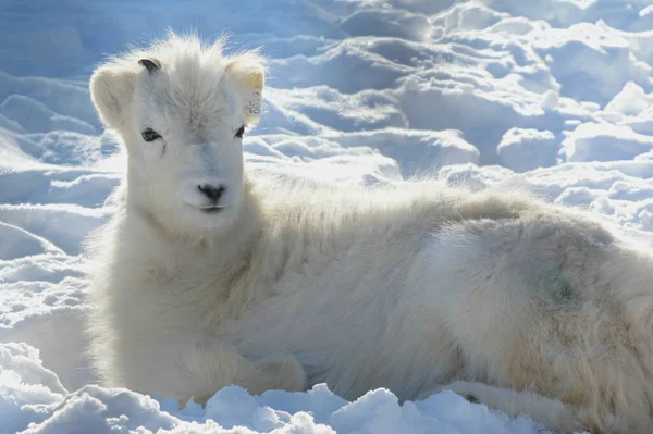 Expressive Closeup Hiver Agneau Mouton Dall Nord Américain Couché Tranquillement Photo De Stock