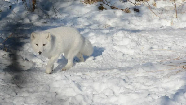 Vista Hivernale Absorbante Sur Renard Arctique Nord Américain Marchant Sur — Photo