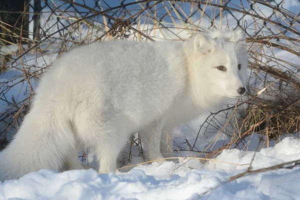 北美北极狐狸警惕地站在雪地上 明亮的冬季美景映入眼帘 — 图库照片
