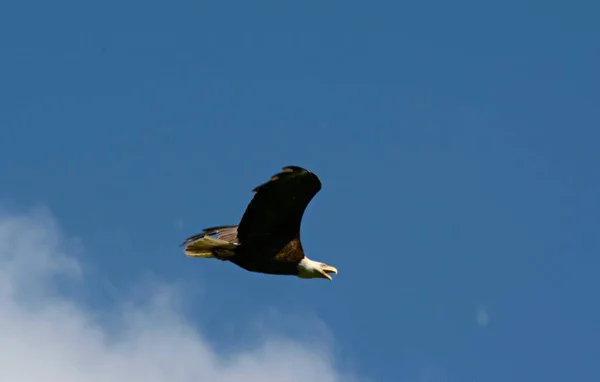 Striking Capture North American Bald Eagle Flying Bright Partly Cloudy — Stock Photo, Image