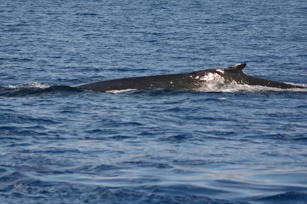 Σύλληψη Vista Ένα Επιφανειακό Βόρειο Ειρηνικό Φάλαινα Humpback Στην Mamala — Φωτογραφία Αρχείου