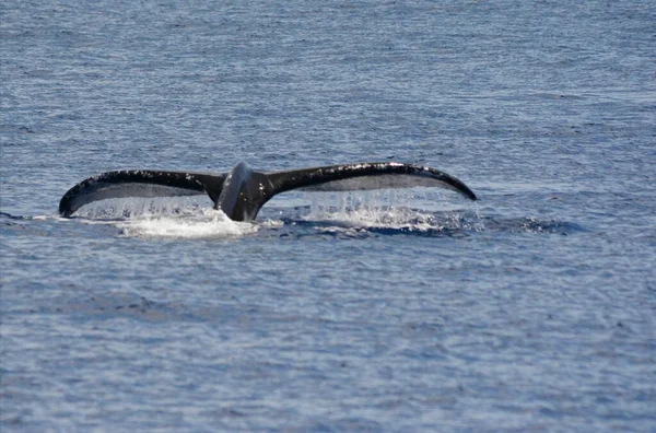 Exhibición Flukes Una Ballena Jorobada Del Pacífico Norte Buceo Frente —  Fotos de Stock