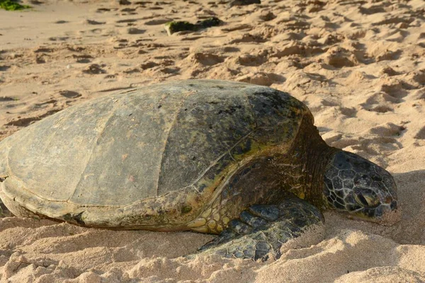 Seasonal Closeup Pacific Green Sea Turtle Resting Sandy Beach North — Stock Photo, Image