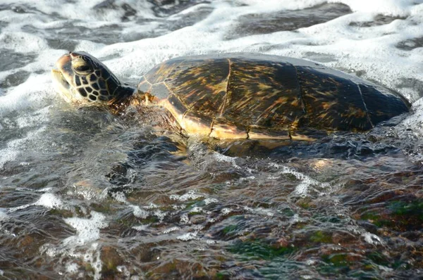 Picturesque Closeup Pacific Green Sea Turtle Swimming Inter Tidal Zone — Stock Photo, Image