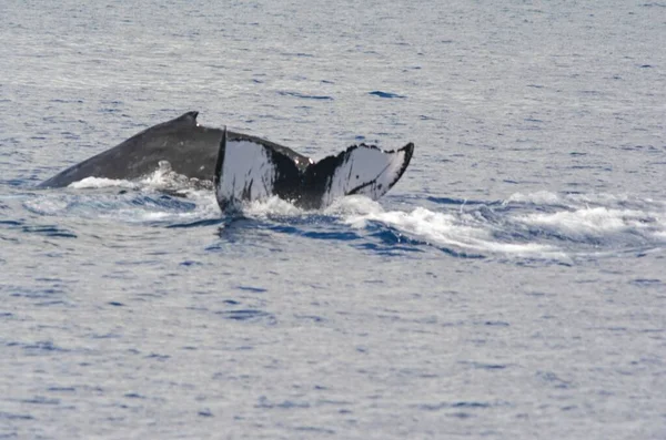 Arresting Capture Diving Surfacing North Pacific Humpback Whales Mamala Bay — Stock Photo, Image