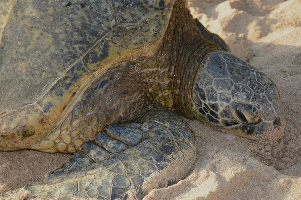 Absorbing Seasonal Closeup Pacific Green Sea Turtle Resting Sandy Beach — Stock Photo, Image