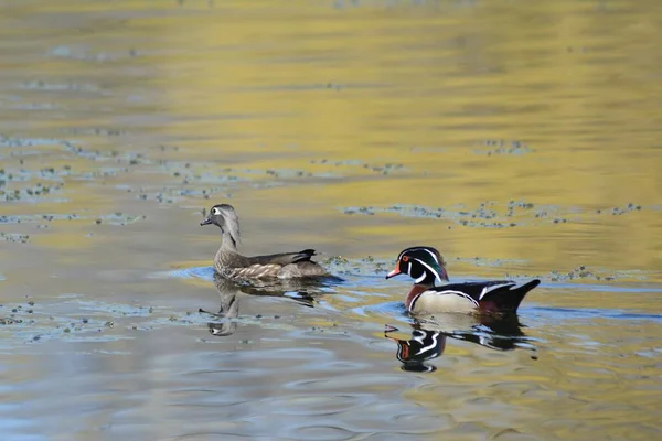 Vista Panorámica Primavera Par Patos Madera América Del Norte Nadando — Foto de Stock