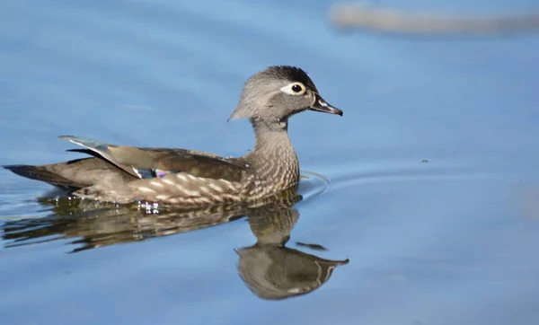 Lente Close Een Houteend Duivin Zwemmen Een Rustige Zoetwaterplas Habitat — Stockfoto