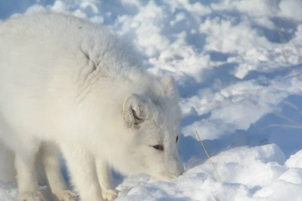 Vista Hivernale Lumineuse Sur Renard Arctique Nord Américain Explorant Habitat — Photo