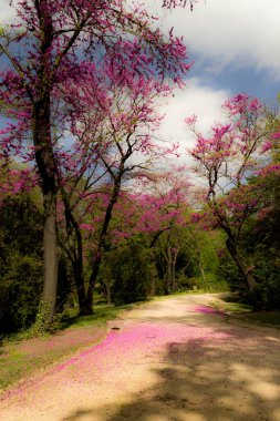 Ağaçtan düşmüş pembe bırakır