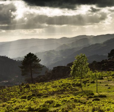 Güneş ışınları tarafından yaktı ağaç