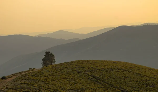 Árbol solitario en la colina —  Fotos de Stock