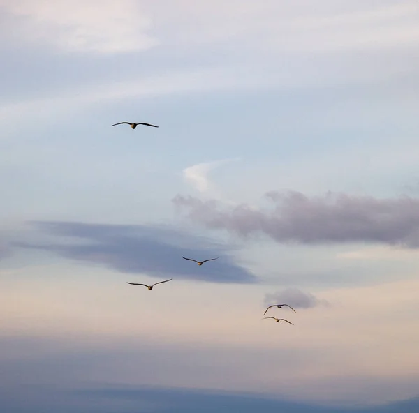 A Flock of Seagulls in the Sky — Stock Photo, Image