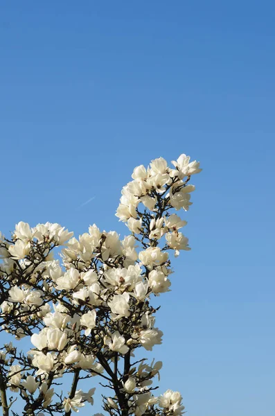 Magnolie strom s květinami — Stock fotografie