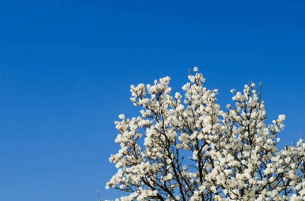 Drzewa magnolii z kwiatami — Zdjęcie stockowe