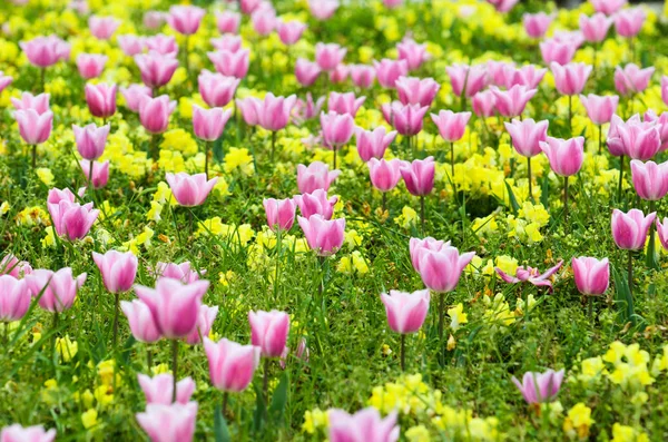 Městská zahrada s tulipány — Stock fotografie